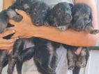 German Shepherd Puppies