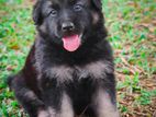 German Shepherd Puppys