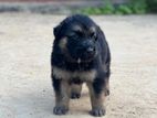 German Shepherd Puppys