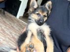 German Shepherd Puppies