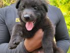 German Shepherd Puppies