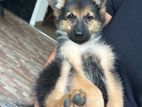 German Shepherd Puppies