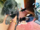 German Shepherd Puppys Long Cort