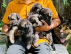 German Shepherd Pups