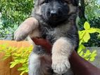 German Shepherd Puppy