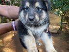 German Shepherd Puppies