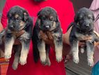 German Shepherd puppies