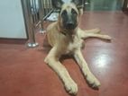 German Shepherd Puppy