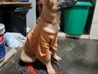 German Shepherd Puppy