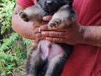 German Shepherd Registered Puppies