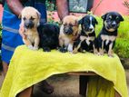 German Shepherd Ridgeback crossed Puppy for sale