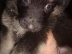 German Shepherd Ridgeback Mix Dogs