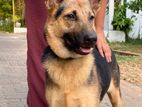 German Shepherd Short Coat Female