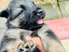 German Shepherd Short Coat Puppies