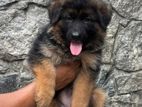 German Shepherd Whelped Imported Puppies