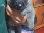 German Shepherd Puppy