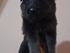 German Shepherd Puppies