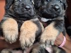 German Shepherd Labrador Puppies