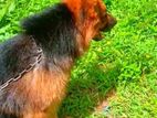 German Shepherds Dog for Crossing