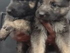 German Shepherds