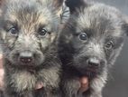 German Shepherds Puppies