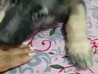 German Shepherds Puppies