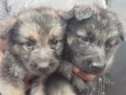 German Shepherd Puppies