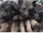 German Shepherds