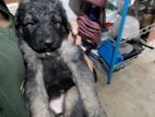 German shepherds