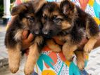 German Shepherds Puppies