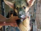 German Shepherds Long Coat Puppy