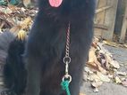 German Shepherd Dog