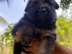 German Shepherds Puppies