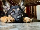 German Shepherd Puppies