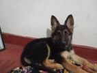 German Shephered Dog