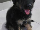 German Shephered Puppy