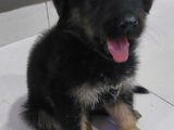 German Shephered Puppy