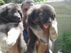 German Shephered Puppies