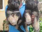 German Shephered. puppys