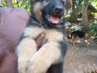 German Shepherd Dog