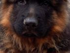 German Shepherd Long Coat Puppy