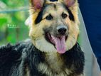 german shepherd