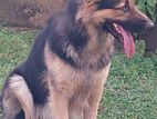 German Sheppard Long Coat Male for Crossing