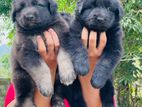 German Shepherd Long Coat Puppy