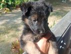 German Shephard Long Coat Puppy