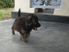 German Shepherd Long Coat Puppy
