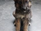 German Sheppard Long Coat Puppy