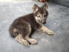 German Shepherd Long Coat Puppy