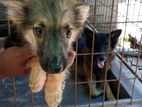 German Shepherd Long Coat Puppy