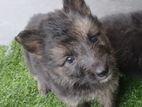 German Sheppard Long Coat Puppy
